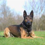 K-9 Rambo Retires