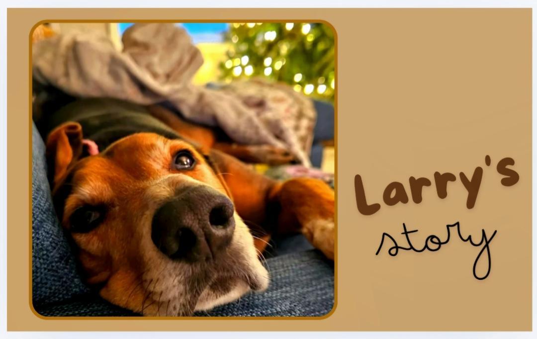 How Larry the Hound Found a Forever Home and a Global Following