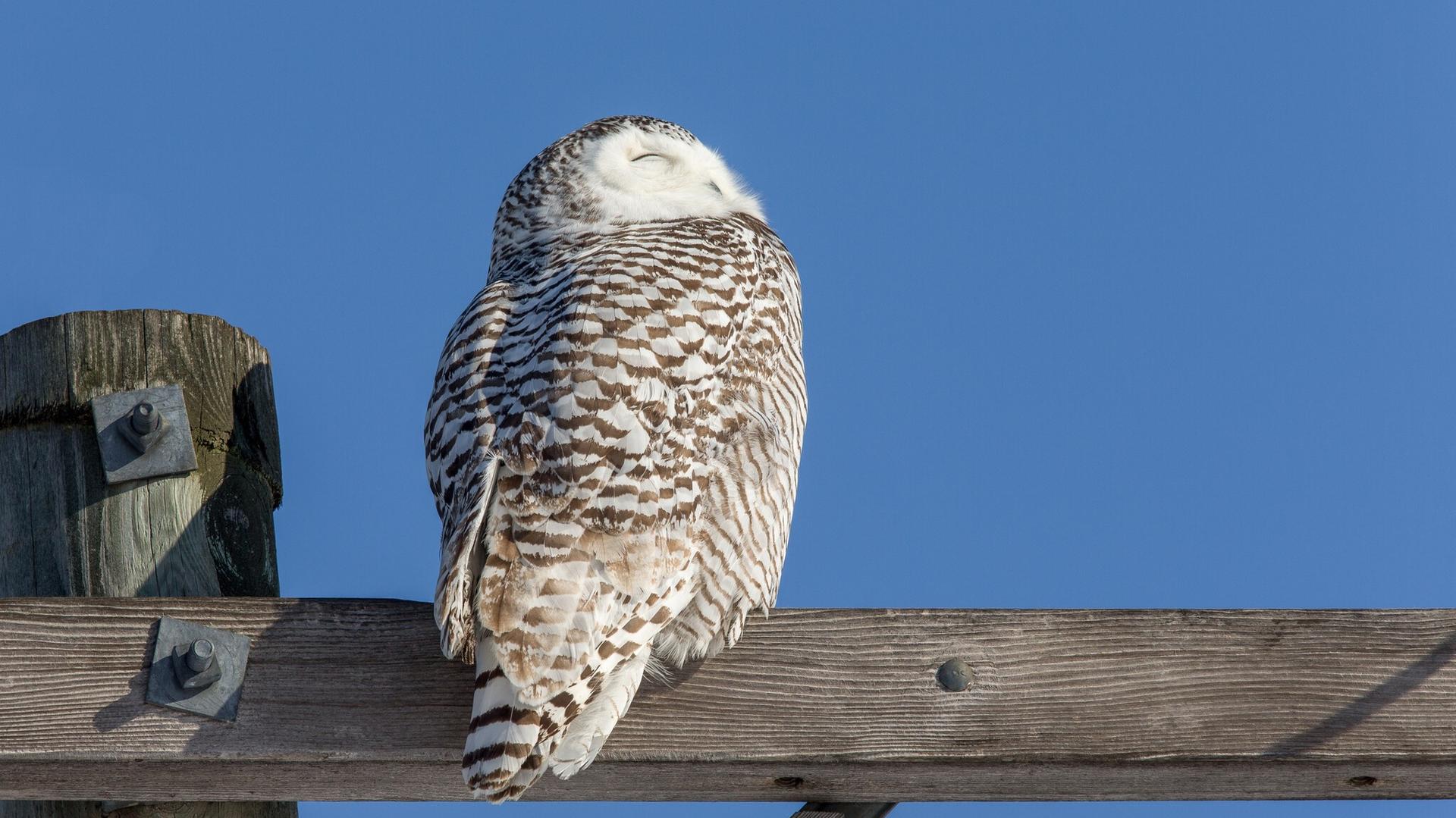 Snowy Owls Seen in Wisconsin