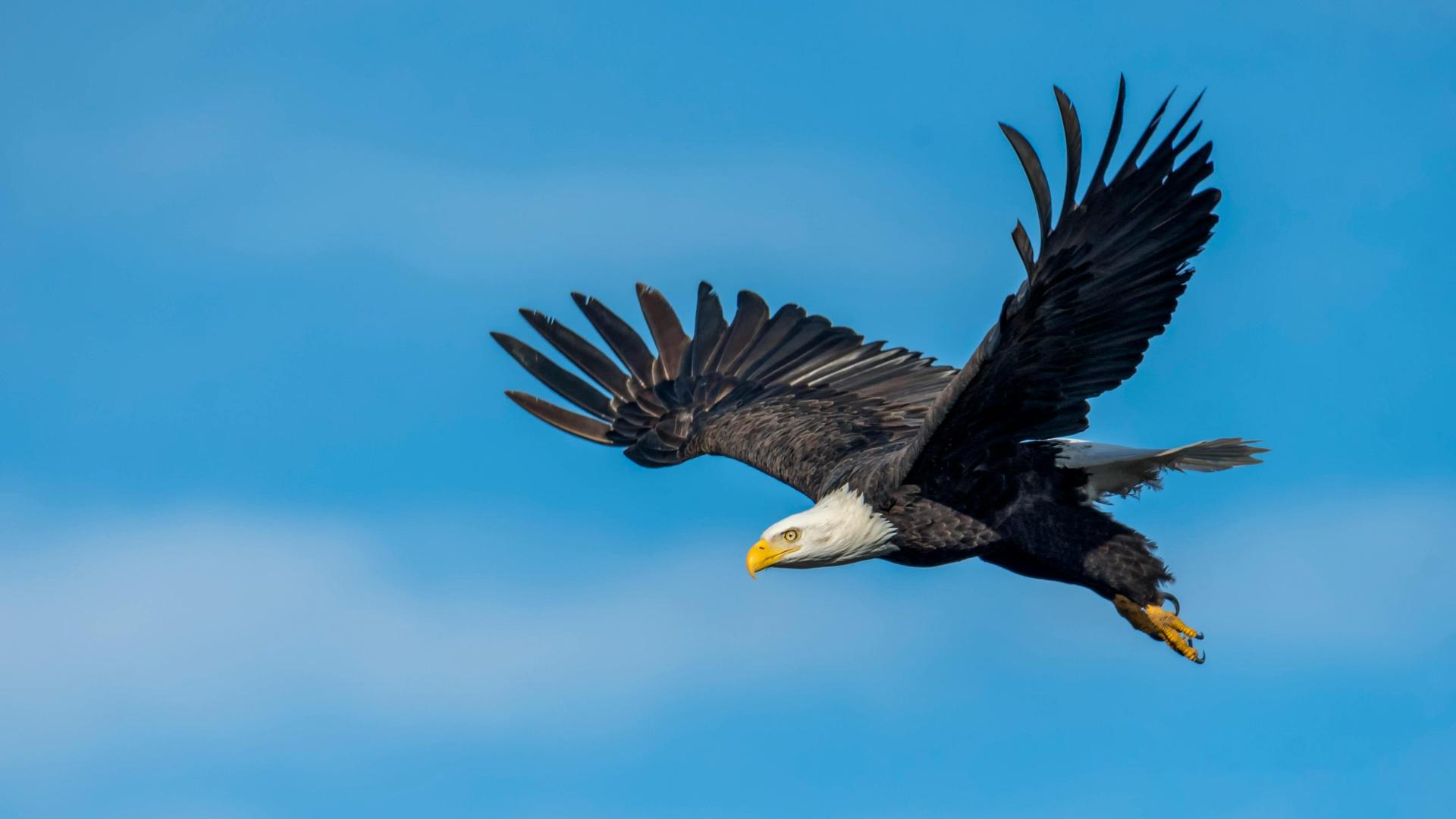 Wisconsin DNR celebrates National Eagle Day, reflects on state’s bald eagle recovery