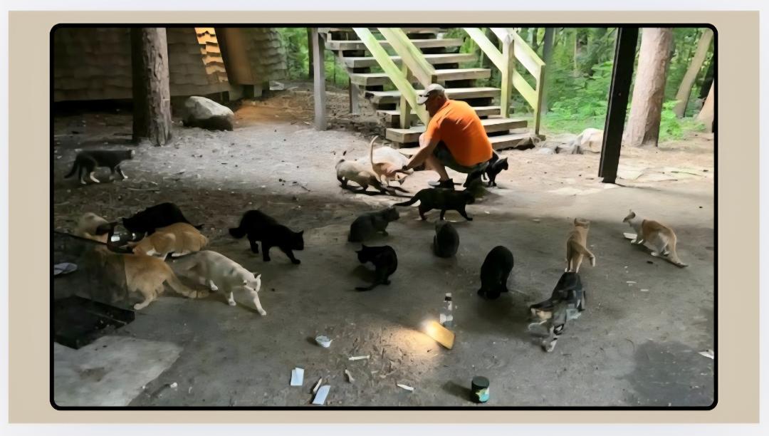 Wisconsin Rescuers Rally to Save Close to 50 Cats from Neglect