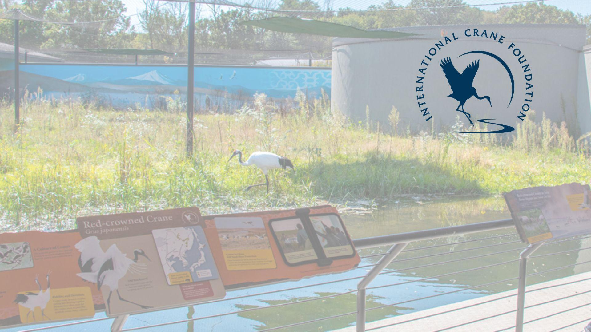 “State of the World’s Cranes” webinar to be held Wednesday