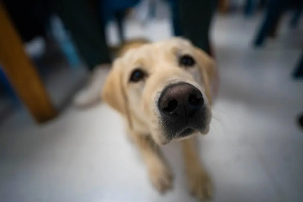‘I hadn’t seen a dog in nearly 20 years’: Wisconsinites in prison train puppies behind bars